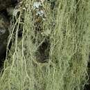 Image of string-of-sausages lichen