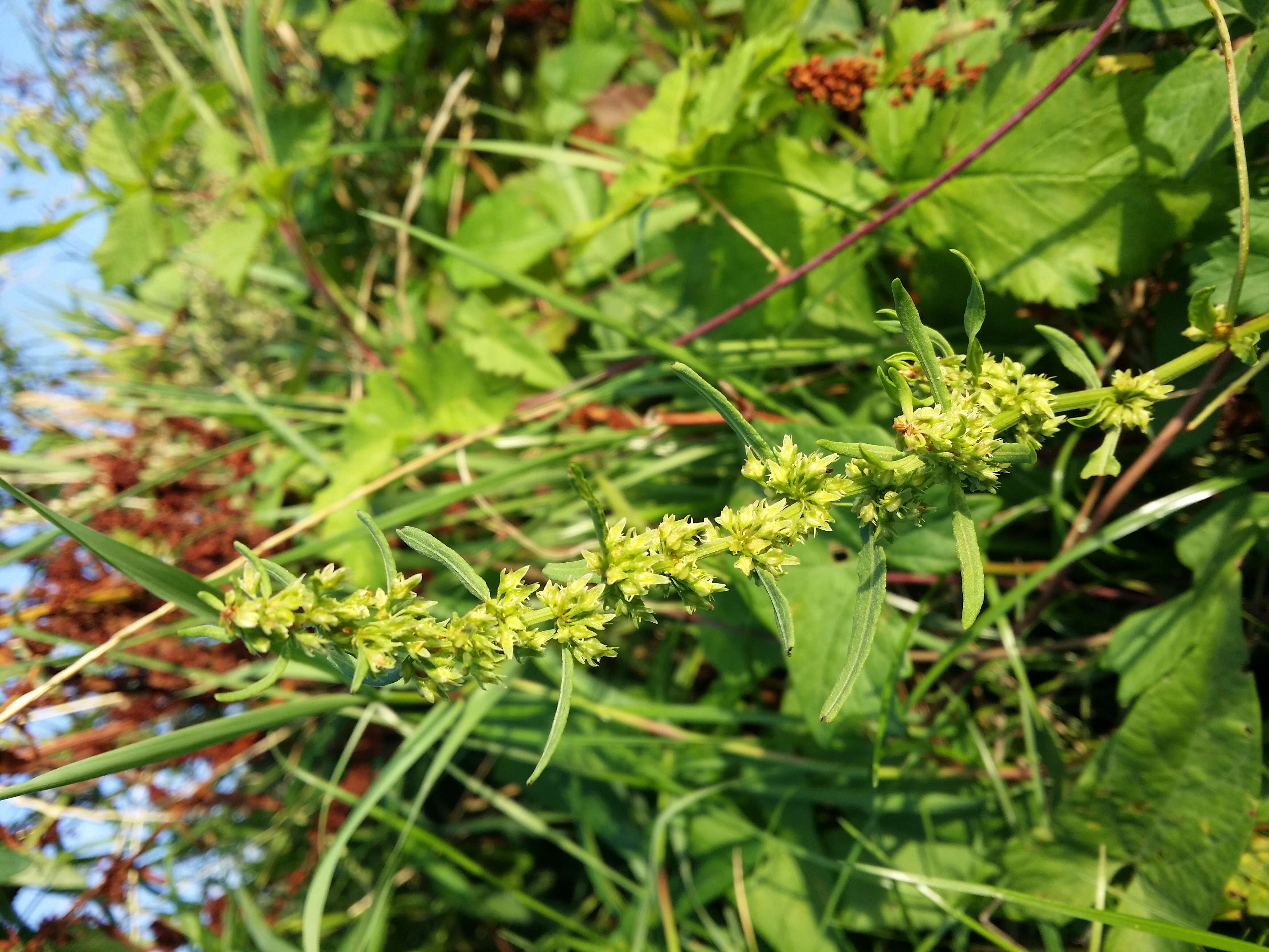 Rumex palustris Sm. resmi