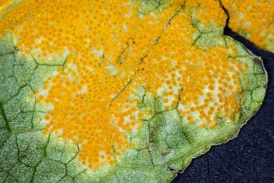 Image of Mayapple Rust