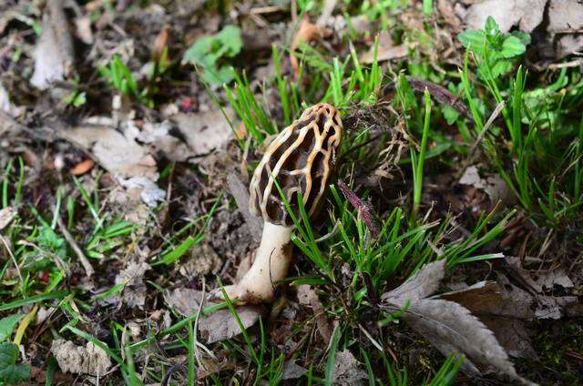 Image of Morchella diminutiva M. Kuo, Dewsbury, Moncalvo & S. L. Stephenson 2013