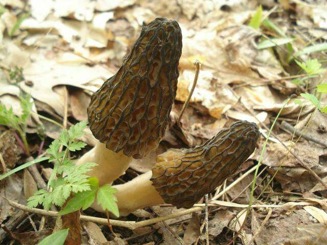 Plancia ëd Morchella angusticeps Peck 1887