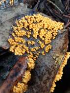 Image of Egg-shell Slime Mould