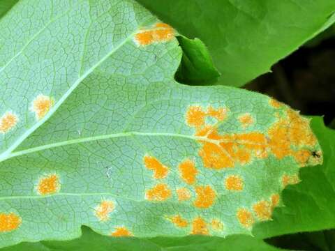 Image of Mayapple Rust