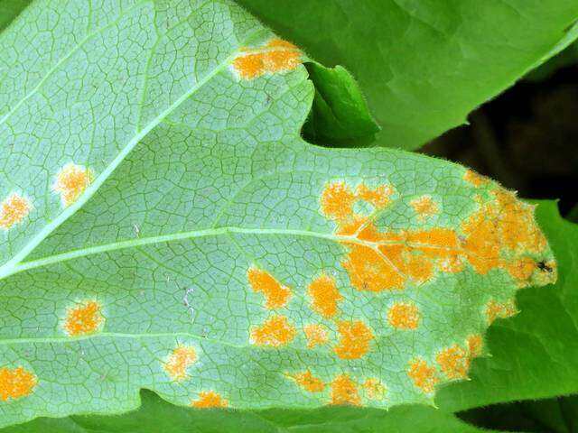 Image of Puccinia podophylli Schwein. 1822