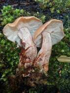 صورة Rhodocollybia