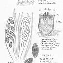 Image of Ascobolus albidus P. Crouan & H. Crouan 1858