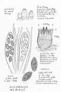 Image of Ascobolus