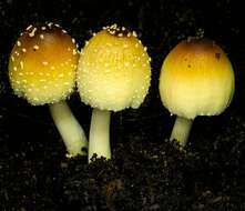 Image of Coprinellus