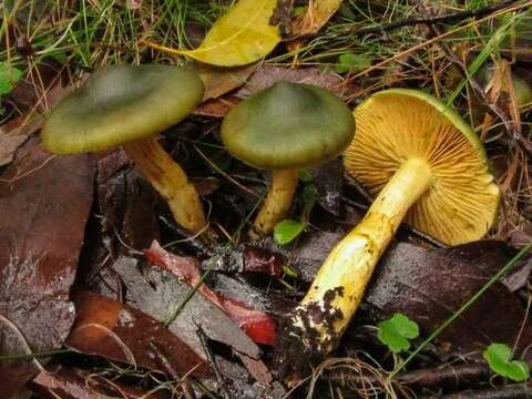 Image of Cortinarius austrovenetus Cleland 1928