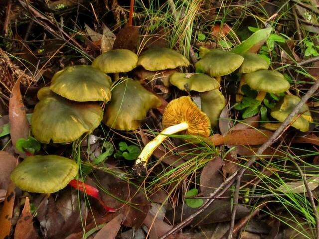 Sivun Cortinarius austrovenetus Cleland 1928 kuva