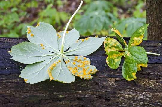 Image of Mayapple Rust