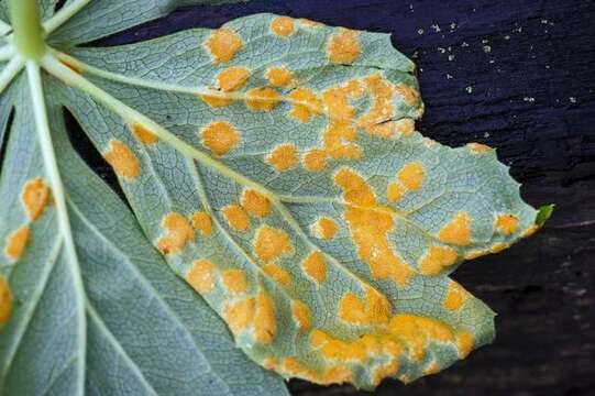 Image of Puccinia podophylli Schwein. 1822