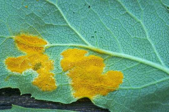 Image of Puccinia podophylli Schwein. 1822