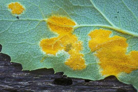 Image of Puccinia podophylli Schwein. 1822