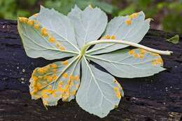 Image of Puccinia podophylli Schwein. 1822