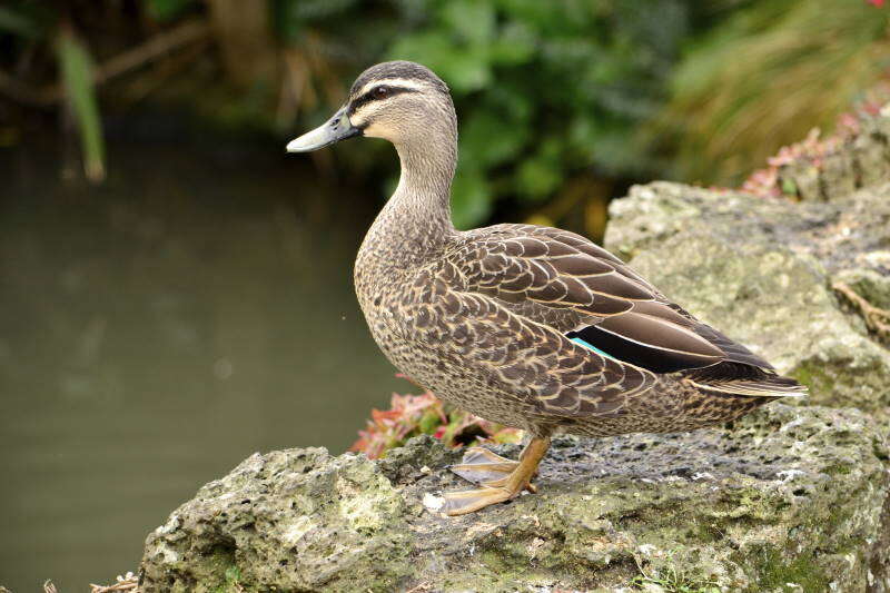 Image of Grey Duck