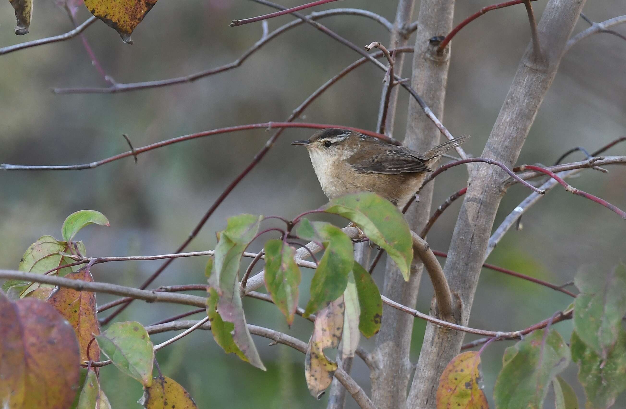 Image of Marsh Wren