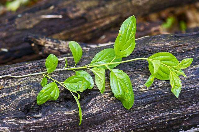 Image de Puccinia