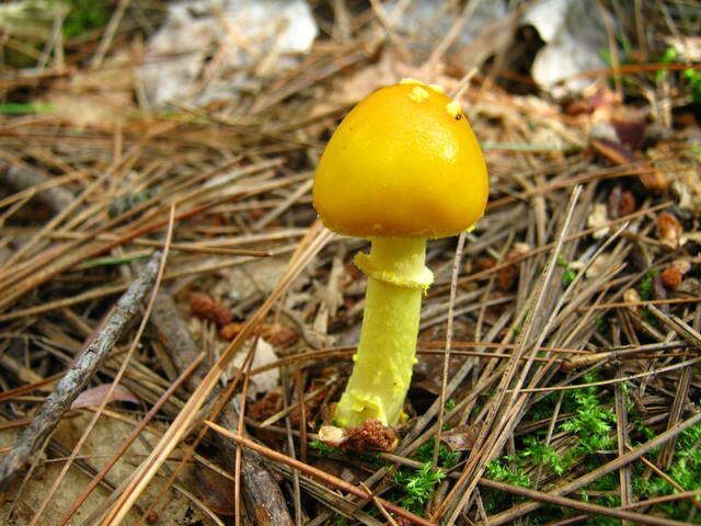 Слика од Amanita flavoconia G. F. Atk. 1902