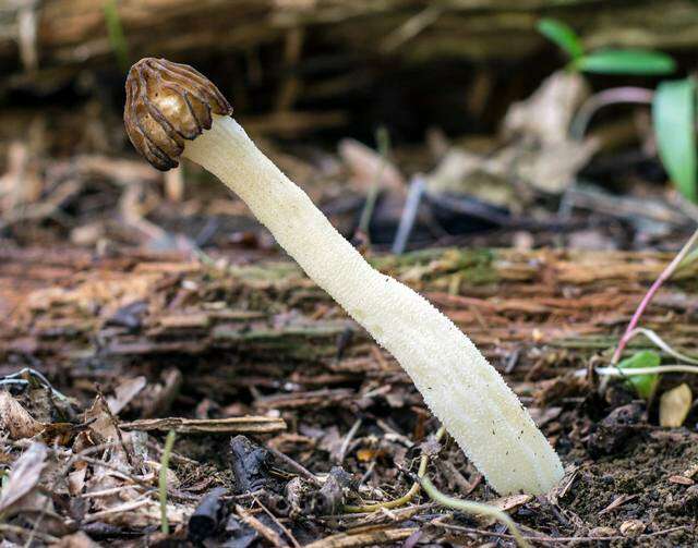 Image of Morchella punctipes Peck 1903