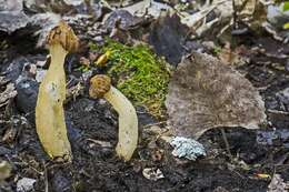 Image of Morchella punctipes Peck 1903