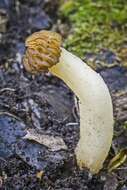 Image of Morchella punctipes Peck 1903