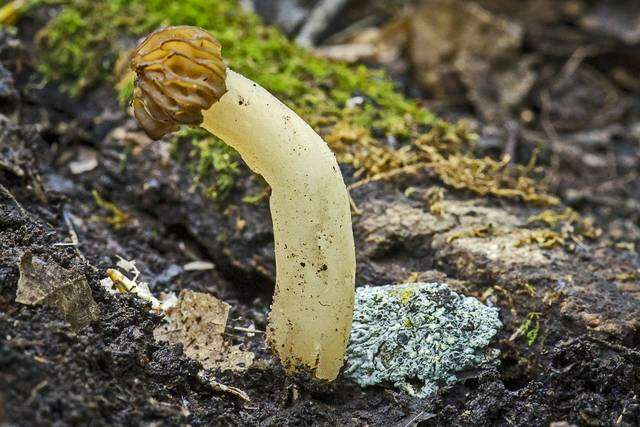 Image of Morchella punctipes Peck 1903