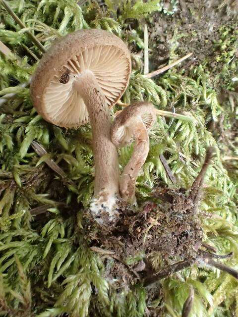 Image of Inocybe