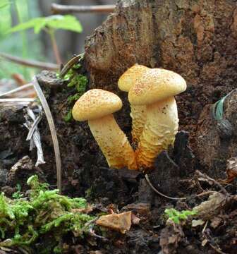 Image of bracket fungi