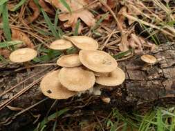 Image de Lentinus arcularius (Batsch) Zmitr. 2010