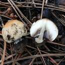 Image of Coprinellus bipellis (Romagn.) P. Roux, Guy García & Borgarino 2006