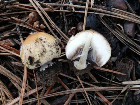 Coprinellus bipellis (Romagn.) P. Roux, Guy García & Borgarino 2006的圖片