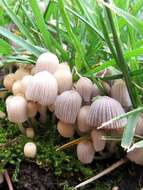 Image of Coprinellus