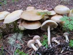 Image de Agrocybe