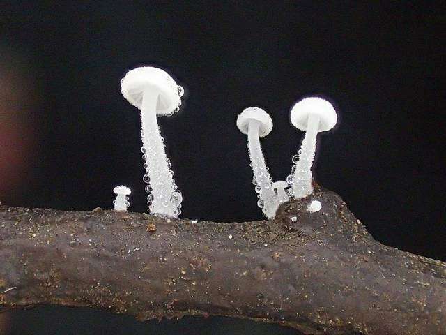 Image of Hemimycena