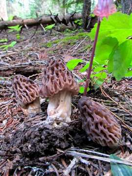 Image of Morchella snyderi M. Kuo & Methven 2012