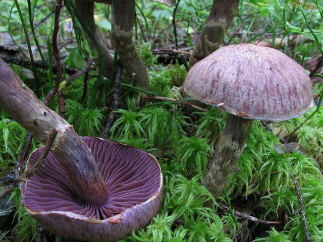 Image of Cortinarius ionophyllus M. M. Moser 1968