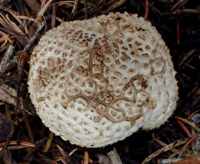 Image of Lycoperdon subcretaceum (Zeller) Jeppson & E. Larss. 2010