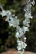 Image of Ruffle lichens