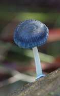 Imagem de Mycena interrupta (Berk.) Sacc. 1887