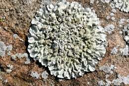 Image of Mexican xanthoparmelia lichen