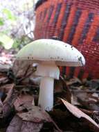 Image of Amanita