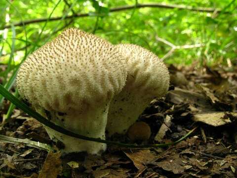 Imagem de Lycoperdon