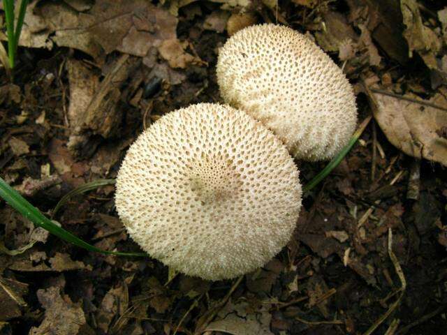 Imagem de Lycoperdon