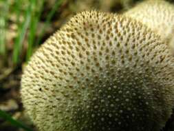 Imagem de Lycoperdon