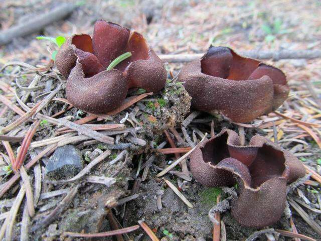 Image of cup fungi