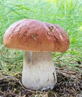 Image of Boletus