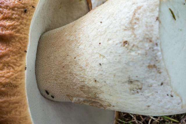 Image of Boletus