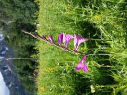 Image of Turkish Marsh Gladiolus