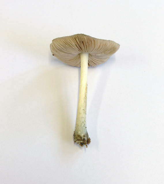 Pluteus resmi